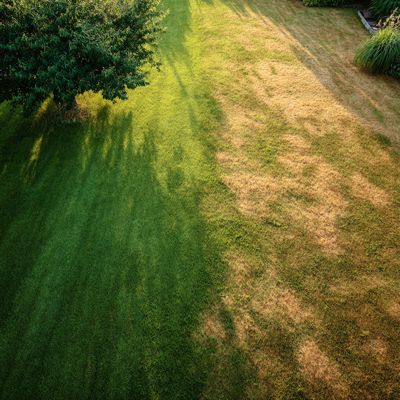 nerovnomerne-hnojeni-travniku--zdravy-porost-vs-oslabene-suche-plochy 